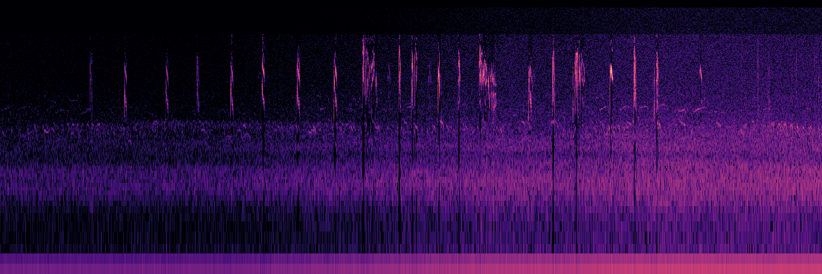 Spectrogram: Gray-Cheeked Thrush Song With Distant Riparian Chorus